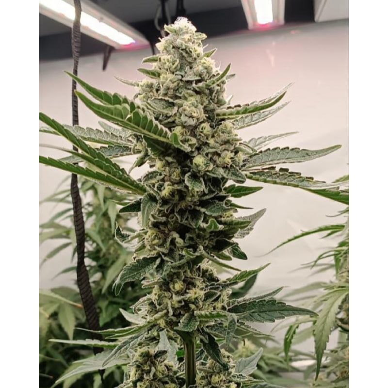 Green Papaya, Фасовка: 5